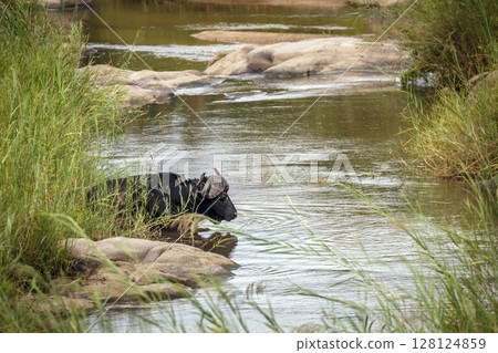 African buffalo in Kruger National park, South Africa African buffalo in Kruger National park, South Africa 128124859