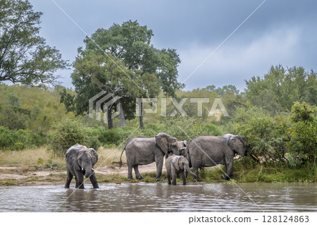 African bush elephant in Greater Kruger National park, South Africa 128124863
