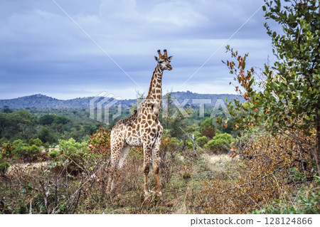 Giraffe in Kruger National park, South Africa 128124866