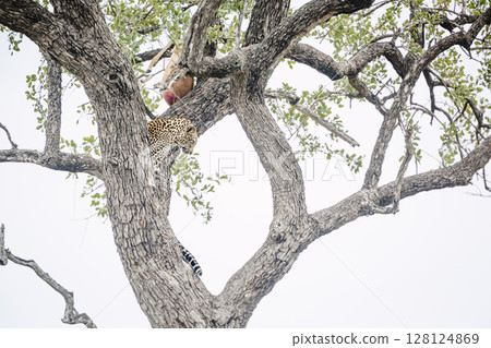 Leopard in Kruger National park, South Africa 128124869