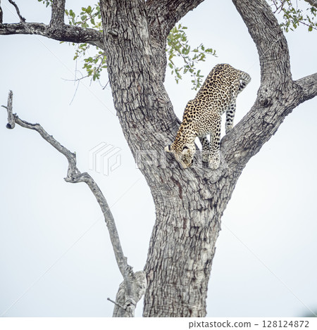 Leopard in Kruger National park, South Africa Leopard in Kruger National park, South Africa 128124872