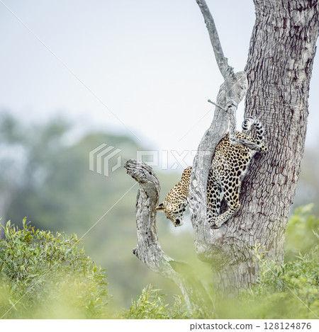 Leopard in Kruger National park, South Africa 128124876
