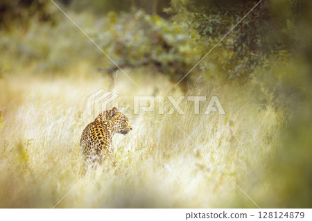 Leopard in Kruger National park, South Africa 128124879