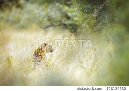 Leopard in Kruger National park, South Africa 128124880