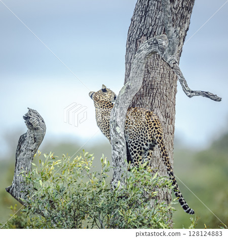 Leopard in Kruger National park, South Africa 128124883