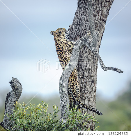 Leopard in Kruger National park, South Africa 128124885