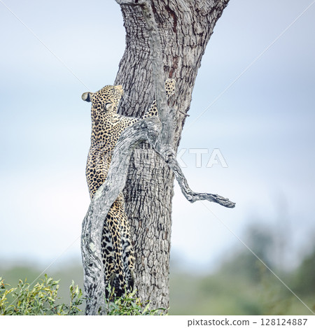 Leopard in Kruger National park, South Africa 128124887