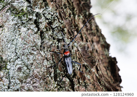 A red-necked longhorn beetle resting on a tree 128124960