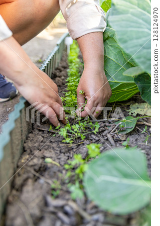 Female farmer weeding a vegetable garden Female farmer weeding a vegetable garden 128124970