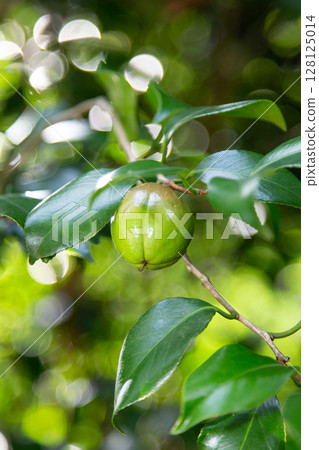 山茶花堅果 山茶花堅果 128125014