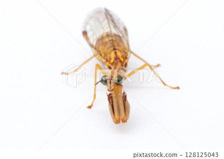 Mantis mantis (hime mantis) 128125043