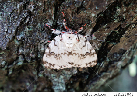 A Japanese oak snail resting on a tree 128125045
