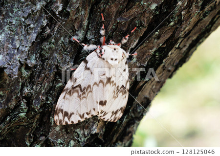 A Japanese oak snail resting on a tree 128125046