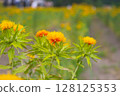 Safflower 128125353