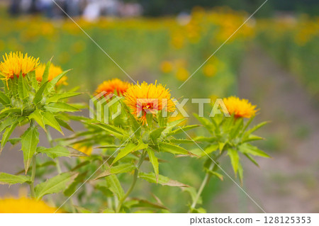 Safflower Safflower 128125353