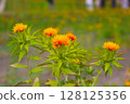 Safflower 128125356