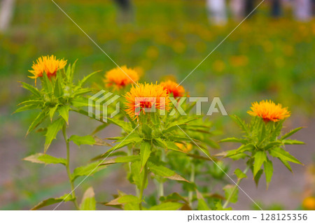 Safflower Safflower 128125356