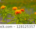Safflower 128125357