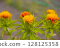 Safflower 128125358