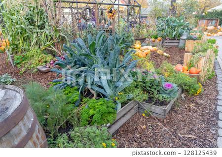 A vegetable garden with a bed of various cabbages and pumpkins A vegetable garden with a bed of various cabbages and pumpkins 128125439