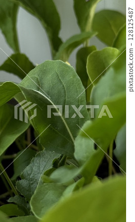 Macro photo of a green leafy plant in natural light, ideal for gardening, eco-friendly, or organic growth visuals. Macro photo of a green leafy plant in natural light, ideal for gardening, eco-friendly, or organic growth visuals. 128125487