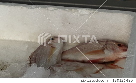 Two red-hued fish resting on ice in a crate, part of a seafood stall great for culinary, seafood, and freshness visuals. 128125489