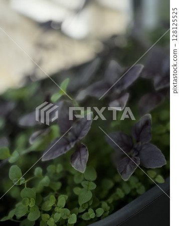 Fresh purple basil and vibrant green herbs growing together in a pot, ideal for gardening, culinary, or organic lifestyle visuals. Fresh purple basil and vibrant green herbs growing together in a pot, ideal for gardening, culinary, or organic lifestyle visuals. 128125525