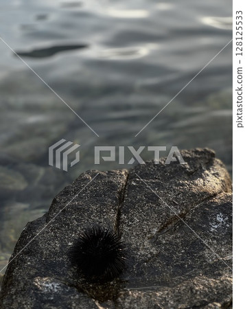 Black sea urchin resting on a wet rock at the shoreline, captured close-up near clear seawater, ideal for marine life and coastal textures. 128125533