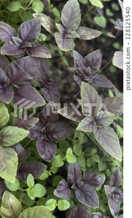 Vertical format photo showing intermingled green and purple basil leaves, ideal for herb gardens, plant backgrounds, and culinary uses. Vertical format photo showing intermingled green and purple basil leaves, ideal for herb gardens, plant backgrounds, and culinary uses. 128125540