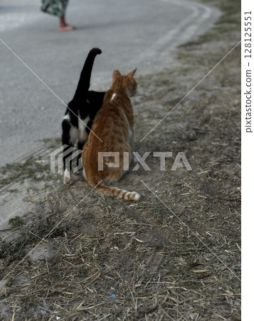 An orange and a black cat standing together on a sunlit rural path, ideal for pet, countryside, and animal companionship themes. An orange and a black cat standing together on a sunlit rural path, ideal for pet, countryside, and animal companionship themes. 128125551