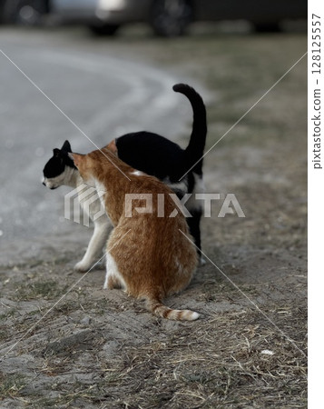 An orange and black cat standing closely together, facing away, captured in a quiet outdoor Greek setting, great for emotional storytelling. 128125557