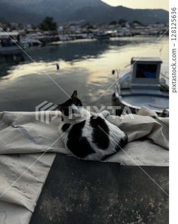 Two cats lying peacefully by a quiet harbor during golden sunset, ideal for animal lifestyle and Mediterranean travel themes. Two cats lying peacefully by a quiet harbor during golden sunset, ideal for animal lifestyle and Mediterranean travel themes. 128125636