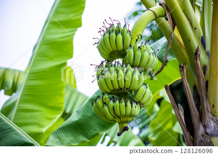 Raw bananas on the tree 128126096