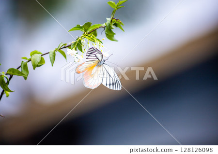 Top view of Butterflies drink nectar and pollen on Leaf, focus selective Top view of Butterflies drink nectar and pollen on Leaf, focus selective 128126098