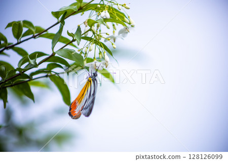 Top view of Butterflies drink nectar and pollen on Leaf, focus selective 128126099