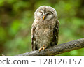 Young owl (Ezo owl) 128126157