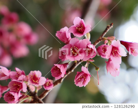 Kanhisakura (cherry blossoms) 128126290