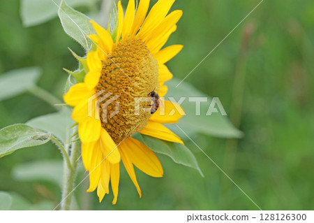 Close-up photo of a bee collecting pollen on a sunflower 128126300