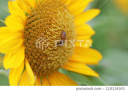 拍攝在向日葵上收集花粉的蜜蜂特寫照片 128126301