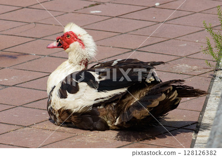 Birds on land, Muscovy duck, Muscovy duck, Birds on land, Muscovy duck, Muscovy duck, 128126382
