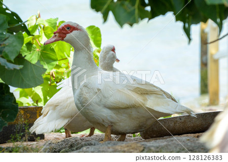 Waterfowl on land, Muscovy duck, Muscovy duck, young Muscovy duck Waterfowl on land, Muscovy duck, Muscovy duck, young Muscovy duck 128126383
