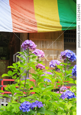 紫陽花盛開的東光院-風鈴節 紫陽花盛開的東光院-風鈴節 128126405