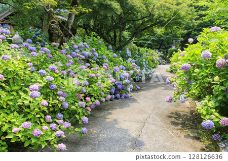 Tanshu Ajisaidera Hydrangea in full bloom Tanshu Ajisaidera Hydrangea in full bloom 128126636