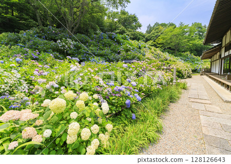 Tanshu Ajisaidera Hydrangea in full bloom 128126643