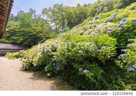 盛開的檀樹味賽德拉繡球花 128126648