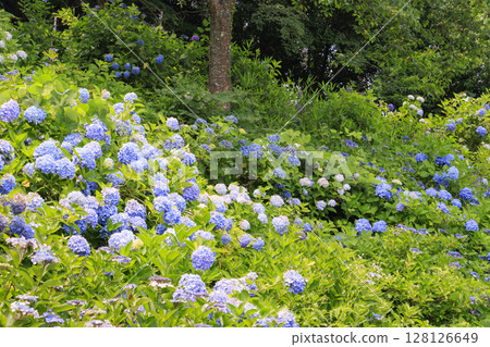 Tanshu Ajisaidera Hydrangea in full bloom Tanshu Ajisaidera Hydrangea in full bloom 128126649