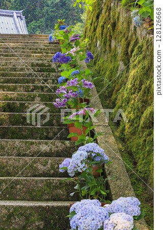 Tanshu Ajisaidera Hydrangea in full bloom Tanshu Ajisaidera Hydrangea in full bloom 128126668