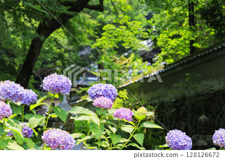 Tanshu Ajisaidera Hydrangea in full bloom 128126672