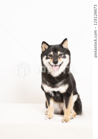 Smiling Mameshiba Sheri on a white background 128126673