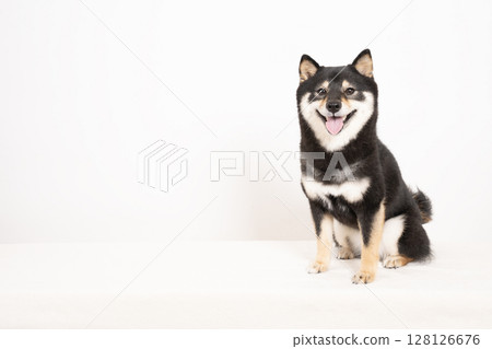Smiling Mameshiba Sheri on a white background 128126676